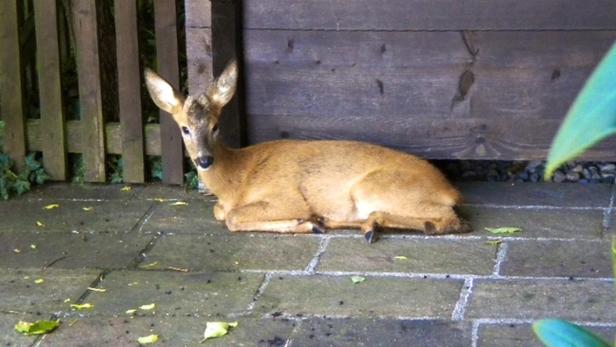 Jäger wegen Tierquälerei angezeigt