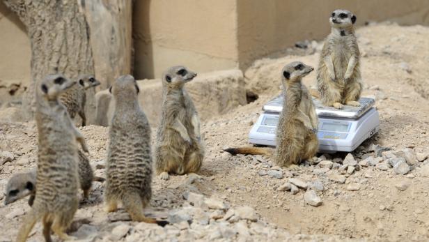 Inventur im Londoner Zoo