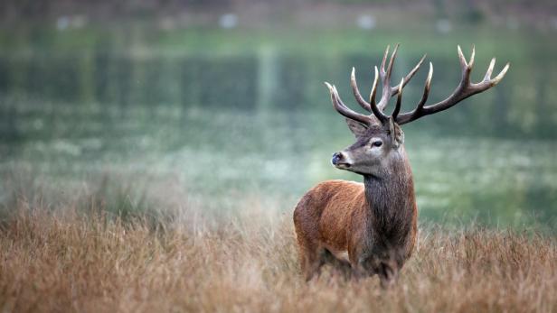 Ein Rothirsch steht auf einer Wiese mit hohem Gras.