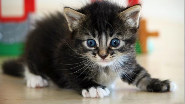 "Kot-Not" bei Katzen: Parasit plagt sie