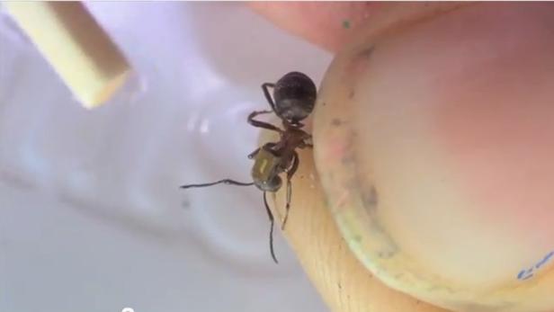 Forscher koppeln Ameisen mit Mikrochips