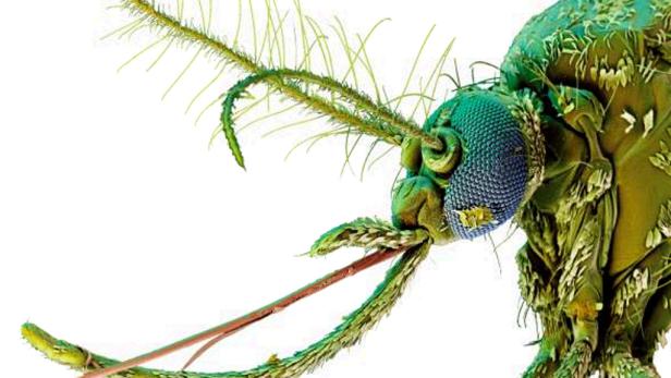 Forscher untersuchen Insektenwelt mit 3-D