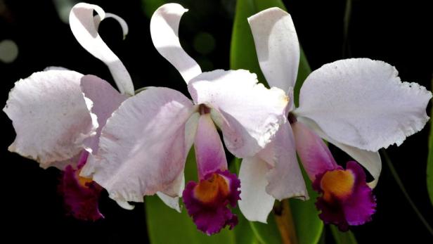 Die fünf besten Orchideen fürs Haus