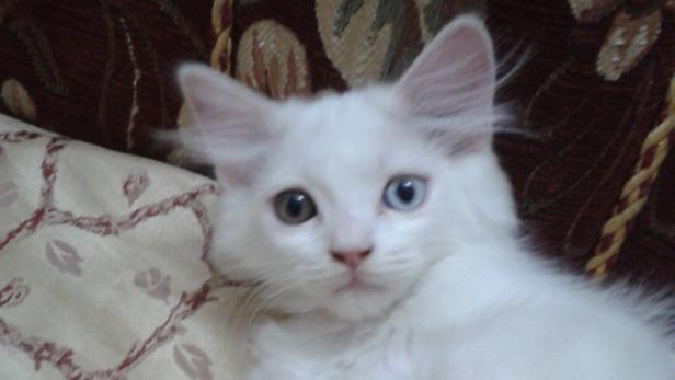 Eine weiße Katze mit verschiedenfarbigen Augen liegt auf einem Kissen.