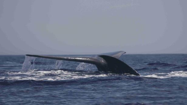 Forscher präsentieren "seltensten Wal der Welt"