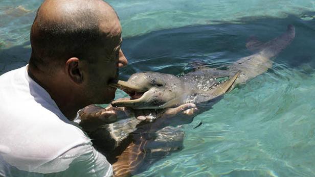 Menschlicher Ersatzpapa für Baby-Delfin