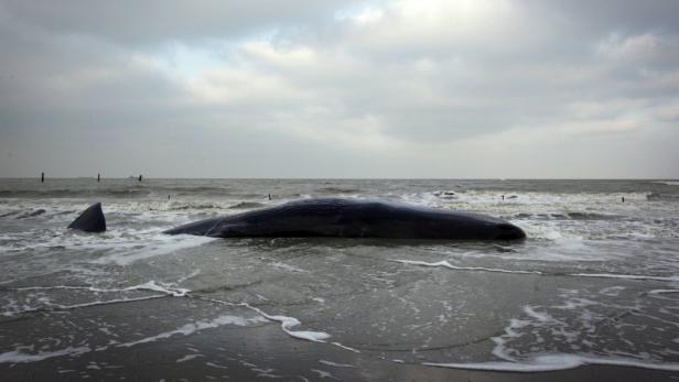 Ein gestrandeter Wal liegt im flachen Wasser an einem bewölkten Tag am Strand.