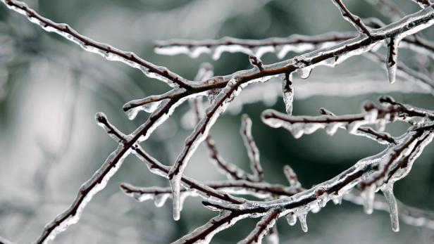 Vereiste Äste mit Eiszapfen im Winter.