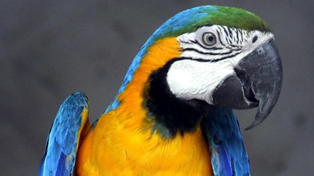 Papageien können Ornithose übertragen.