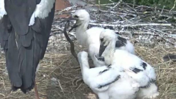 Storch verfüttert Schlange an Jungtiere