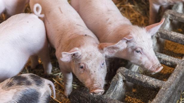 Die Erzeugerpreise für Schweinefleisch sind deutlich gesunken.