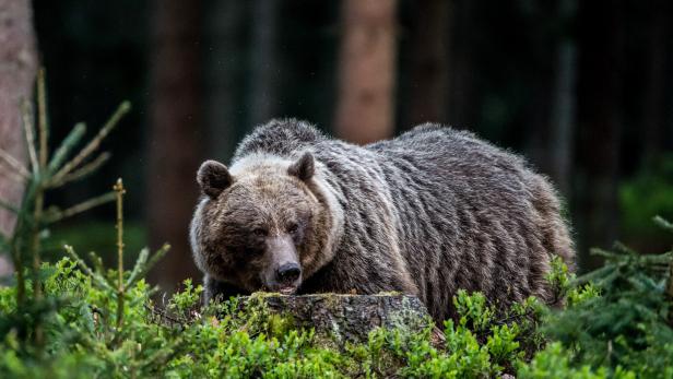 Braunbären sind im Kärntner Gailtal bereits wieder unterwegs