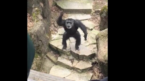 Schimpanse bewarf Oma in US-Zoo mit Kot