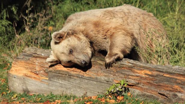 Ein Braunbär ruht sich auf einem Baumstamm aus.