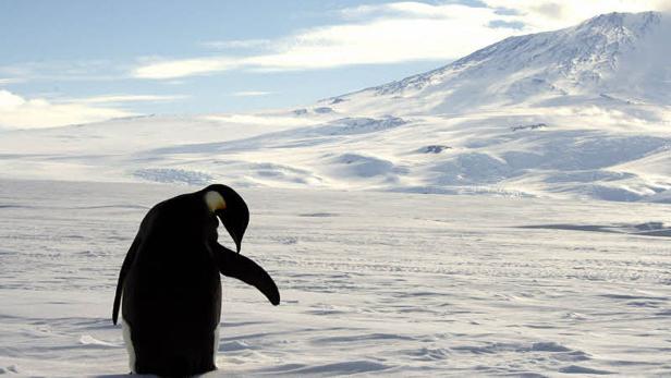 Ein Kaiserpinguin steht in einer verschneiten Landschaft mit einem Berg im Hintergrund.
