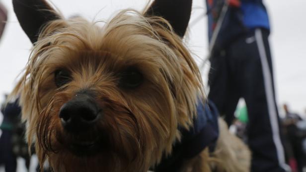 Nahaufnahme eines Yorkshire Terriers mit blauem Halsband.