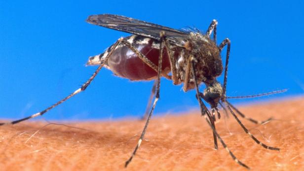 Ausgetrickste Stechmücke wird unfruchtbar, aber nicht immun.