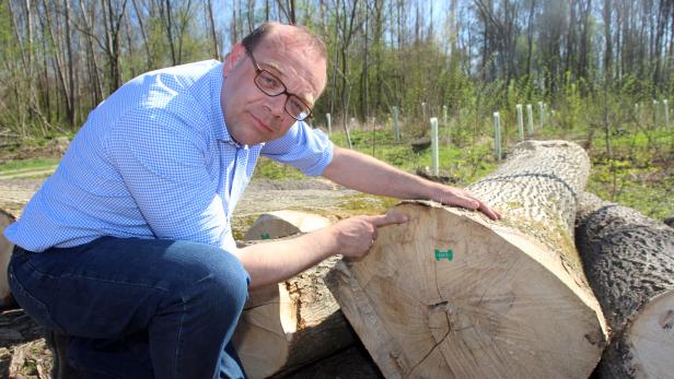 Forstbesitzer Michael Bubna-Litic zeigt Verfärbungen im Holz