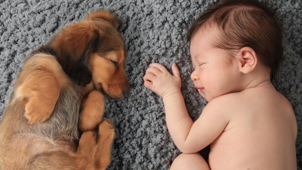 Neugeborene könnten gesundheitlich von Haustieren profitieren.