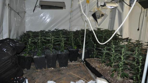 In einem Zelt wachsen viele Cannabispflanzen unter künstlichem Licht.