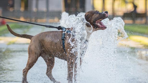 Verfrühte Hundstage - eigentlich wird damit die Zeit vom 23. Juli bis zum 23. August bezeichnet, in der es meist besonders heiß ist.