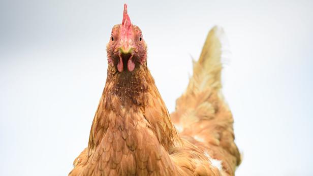Studien belegen, dass Hühner Persönlichkeit und Verstand haben