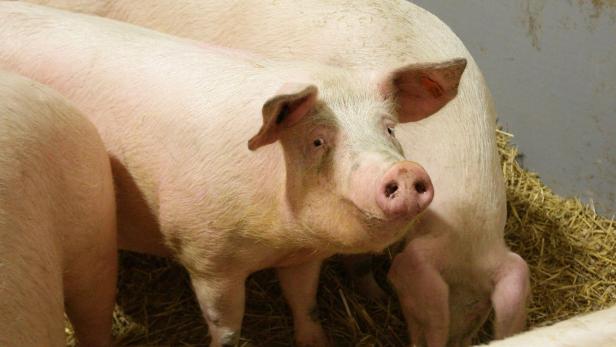 500 Schweine bei Brand in Oberösterreich verendet