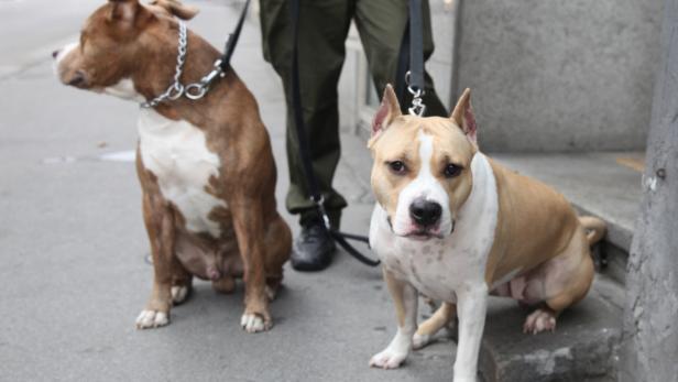 "Kampfhund" ohne Führschein kostet mindestens 1000 Euro