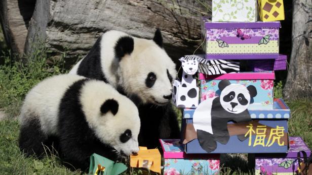 Ein Panda und sein Junges sitzen neben einem Stapel bunter, dekorierter Kisten.