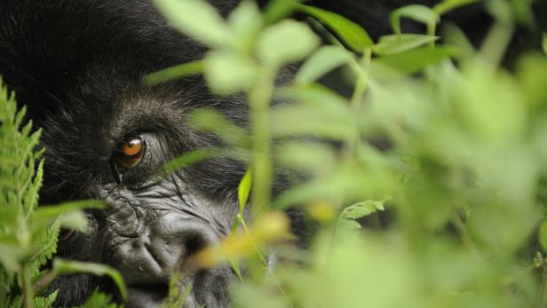 Sorgenvoller Blick? Die Zukunft der Berggorillas scheint düster - ihr Lebensraum ist in Gefahr. Ein WWF-Projekt soll ihr Überleben sichern.