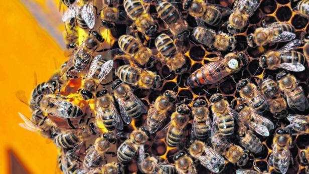 Laut Gesetz darf es in Kärnten nur noch die Carnica-Biene geben