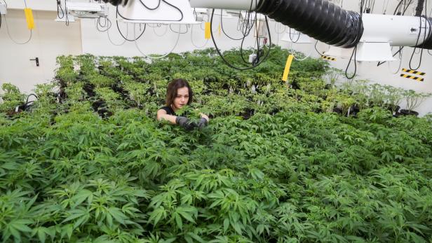 In den Zuchtanlagen von Flowery Field wird unter anderem Cannabis für die Pharmazie gezüchtet.