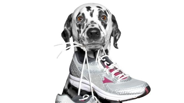 Ein Dalmatiner hält einen silbernen Laufschuh mit den Schnürsenkeln im Maul.
