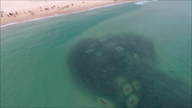 Australien: Drohnen-Video zeigt Haie ganz nah an Strand