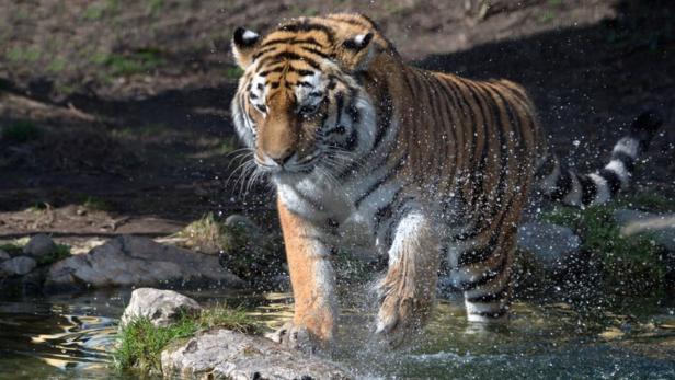 Tigerweibchen Kyra ist am Dienstag verstorben.