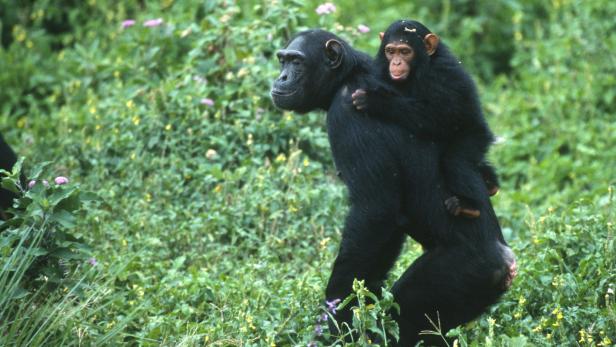 Ein Schimpansen-Weibchen mit ihrem Baby auf dem Rücken