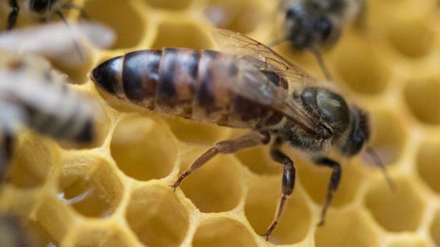 Bittere Zeiten für Honig und Bienen