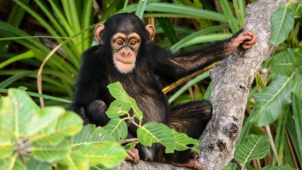 Zeitgenosse aus Afrika: Schimpanse in Gambia