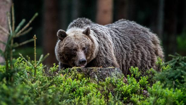 In den Karnischen Alpen sind Bären heimisch