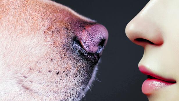 Supernasen: Hund oder Mensch?