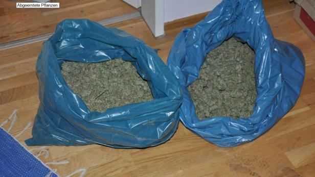 Zwei blaue Säcke gefüllt mit geernteten Pflanzen liegen auf einem Holzboden.