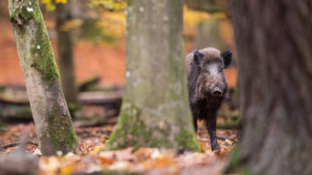 Lainzer Tiergarten: Britischer Botschafter von Wildschwein verfolgt