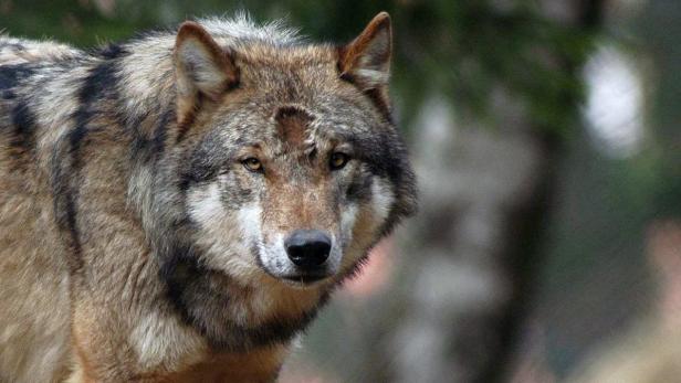 In Österreich dürfen Wölfe wegen strengem EU-Schutzstatus nicht gejagt werden