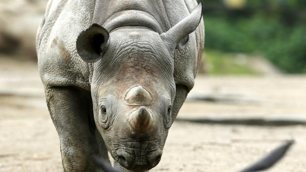 Wie Tiere Ihren Lebensraum Pragen Kurier At