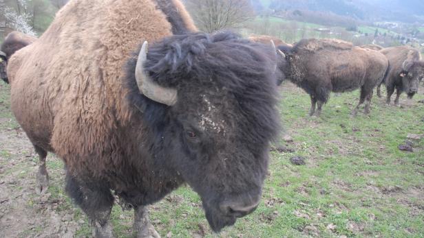 Nicht nur für Indianer und Trapper ein Augen- und Gaumenschmaus: die Bisons