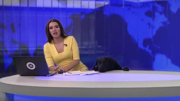 Hund unterbricht russische News-Show