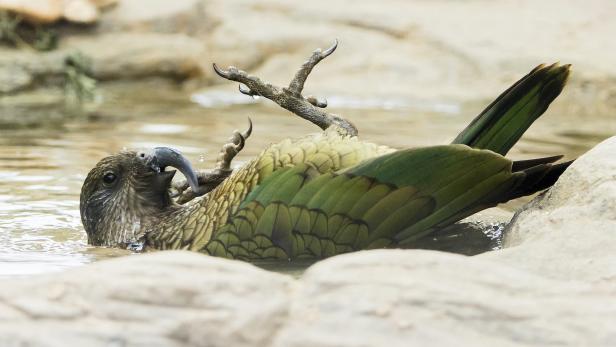 Ein Kea genießt ein Bad bei sommerlichen Temperaturen