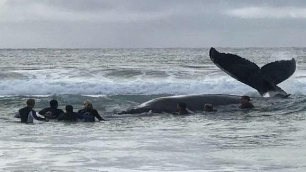 Zehn Tonnen schwerer Buckelwal in Australien gestrandet