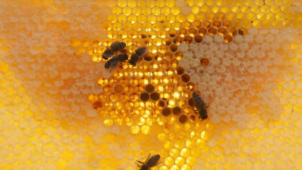 Helfen Bienenprodukte gegen Krebs?