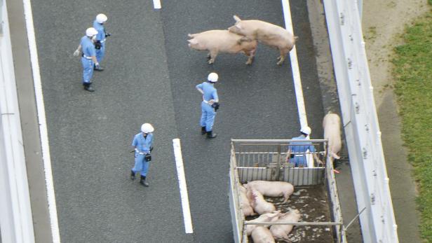 Schweine spazierten auf der Fahrbahn herum.